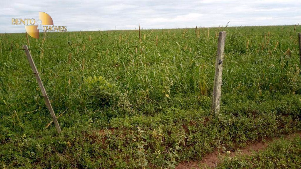 Fazenda de 1.455 ha em Juscimeira, MT