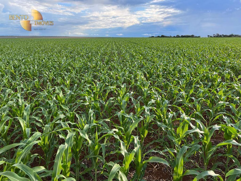 Farm of 2.100 acres in Sapezal, MT, Brazil
