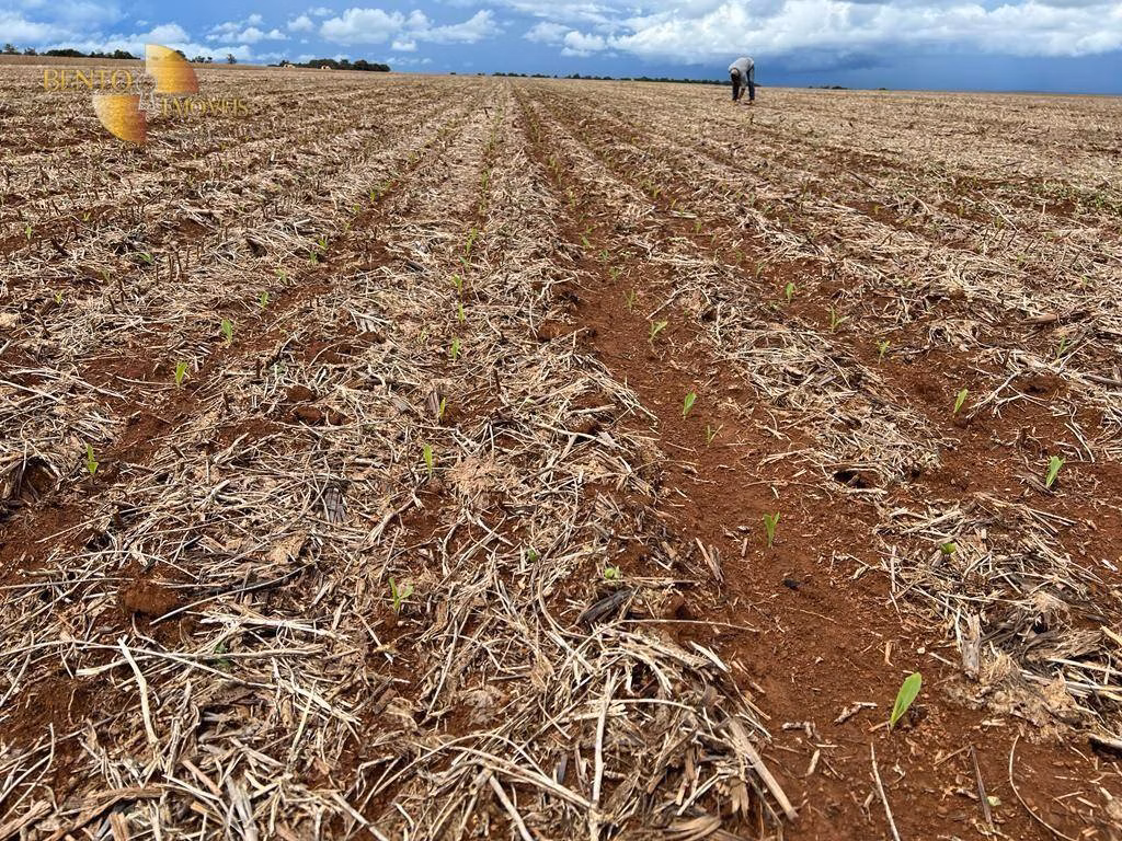 Farm of 2.100 acres in Sapezal, MT, Brazil