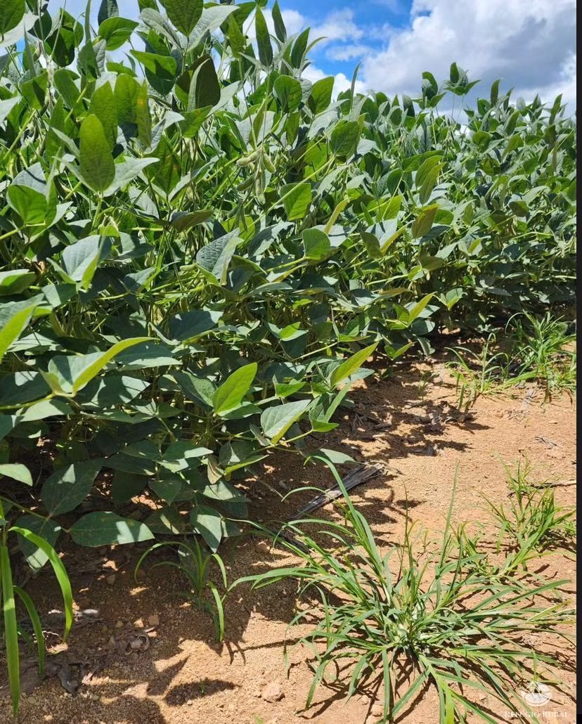 Fazenda de 1.464 ha em Tabaporã, MT