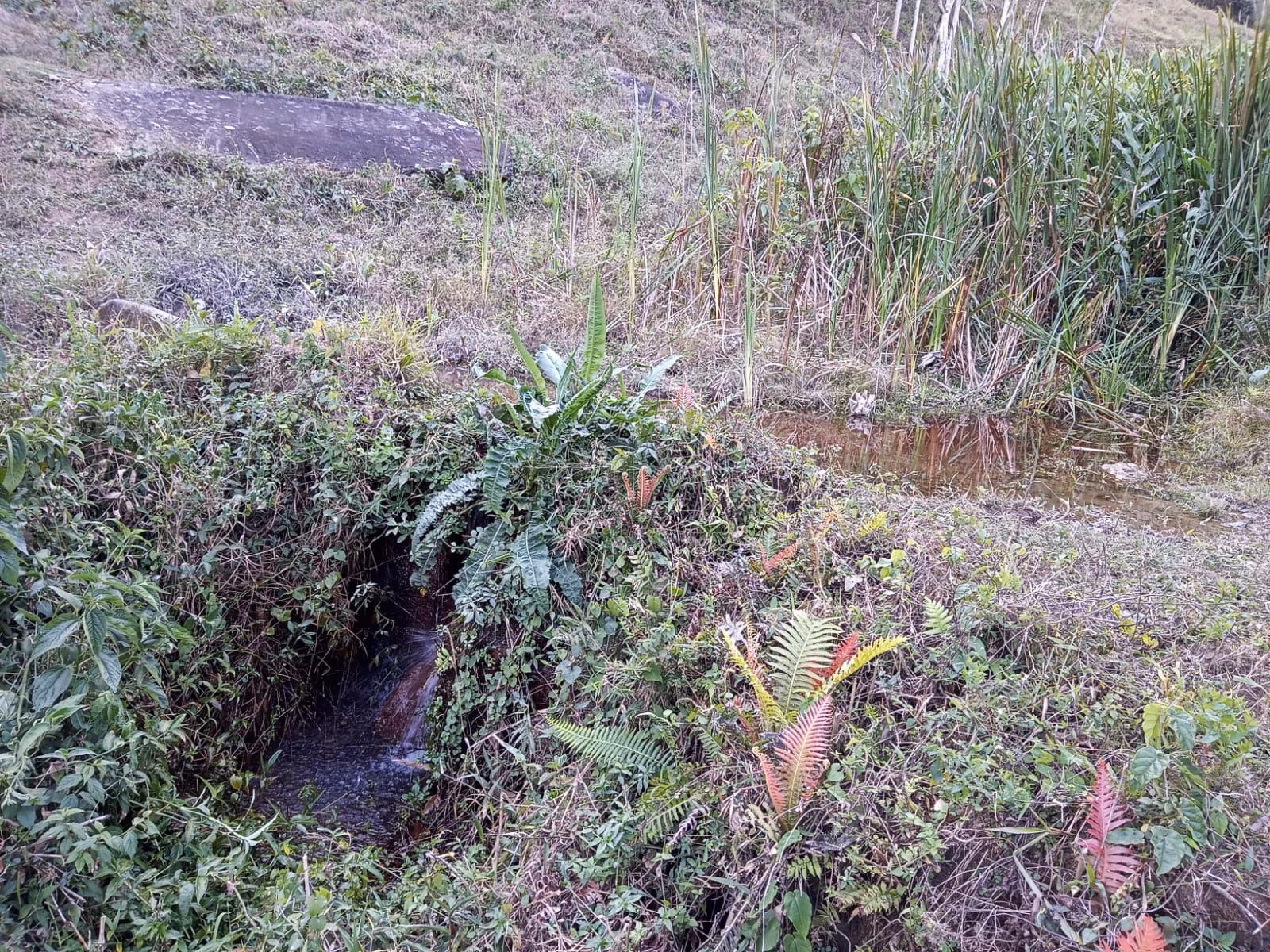 Small farm of 48 acres in São José dos Campos, SP, Brazil