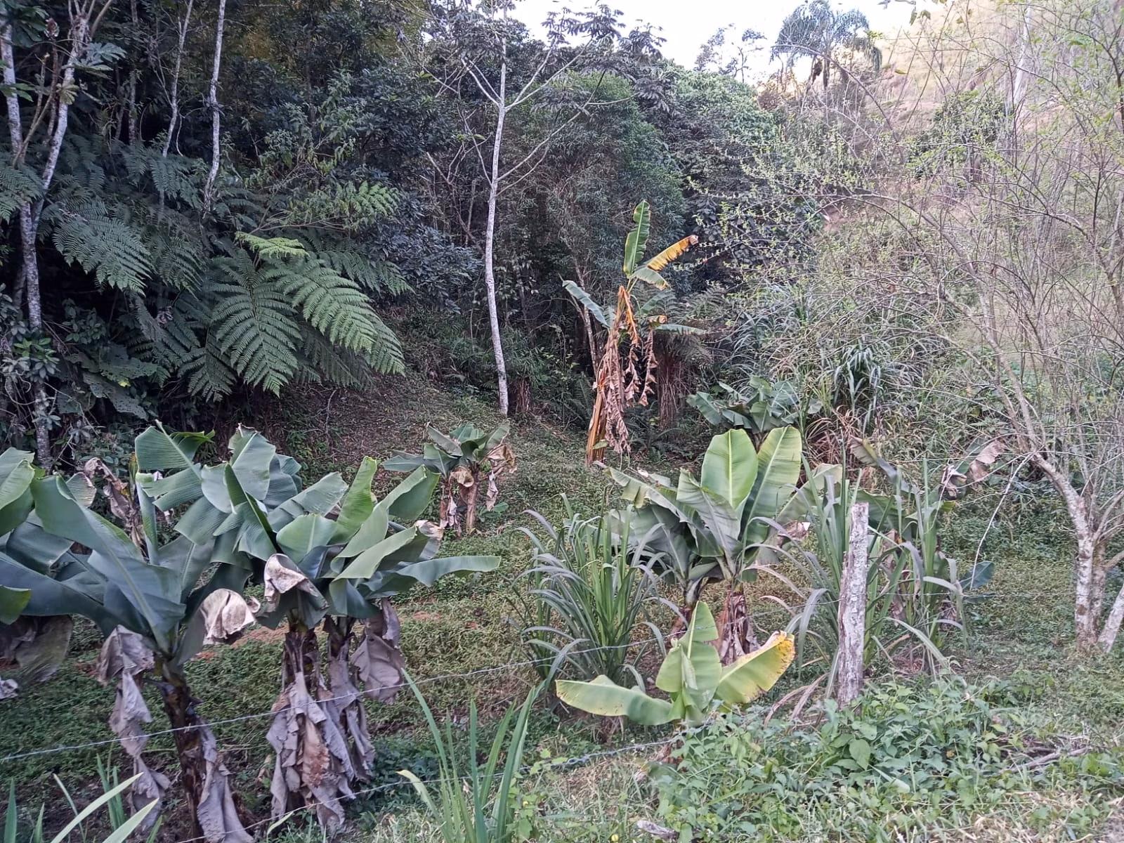 Small farm of 48 acres in São José dos Campos, SP, Brazil