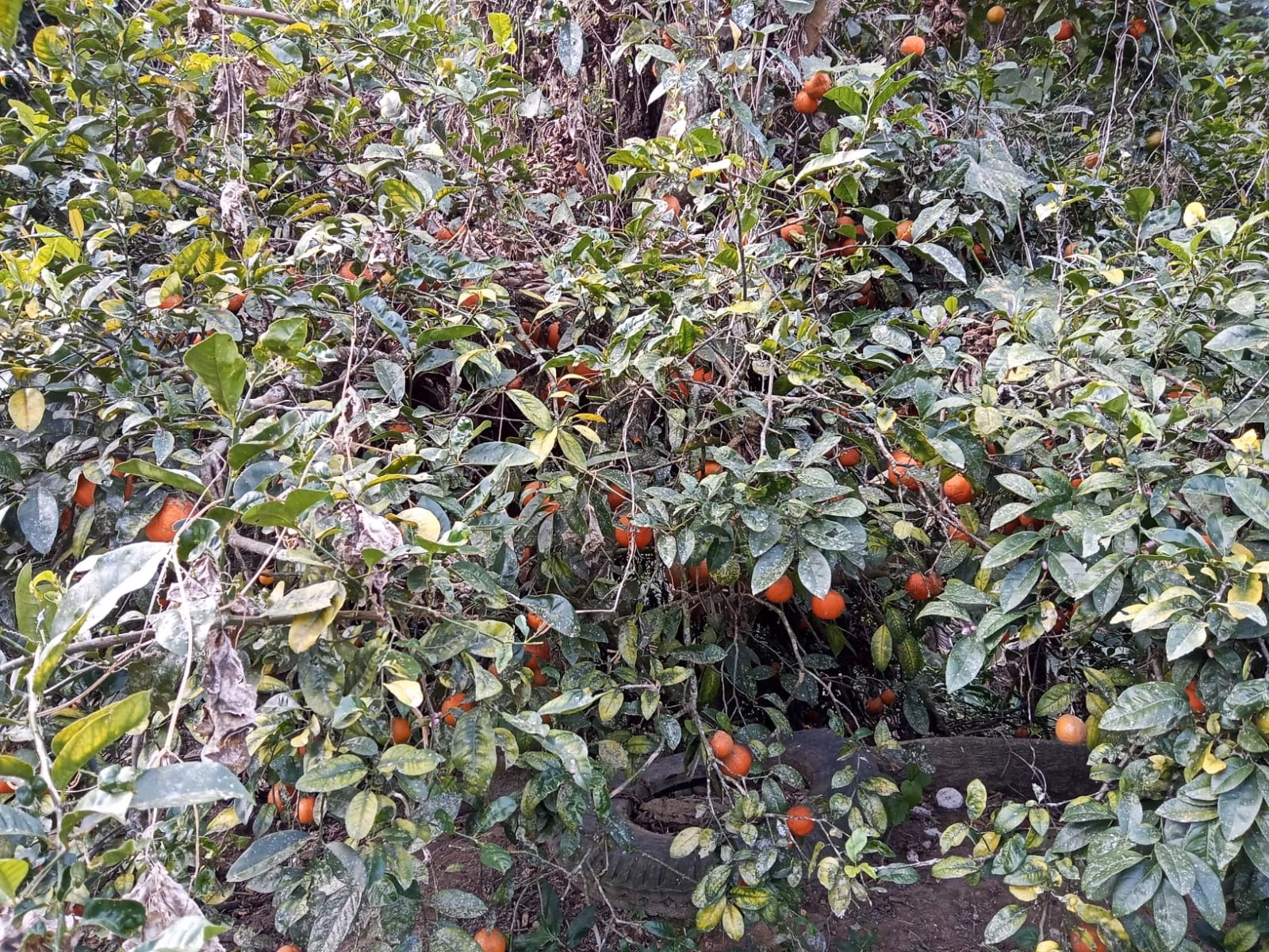Small farm of 48 acres in São José dos Campos, SP, Brazil