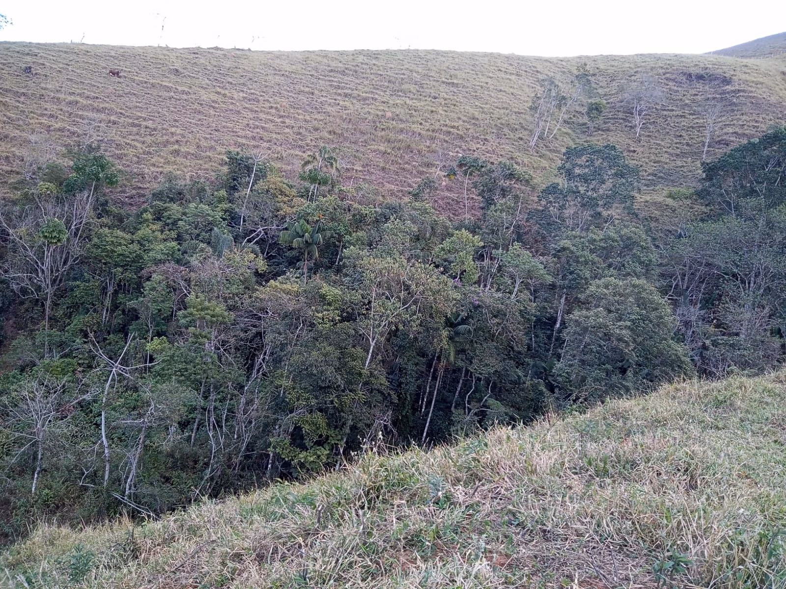 Small farm of 48 acres in São José dos Campos, SP, Brazil