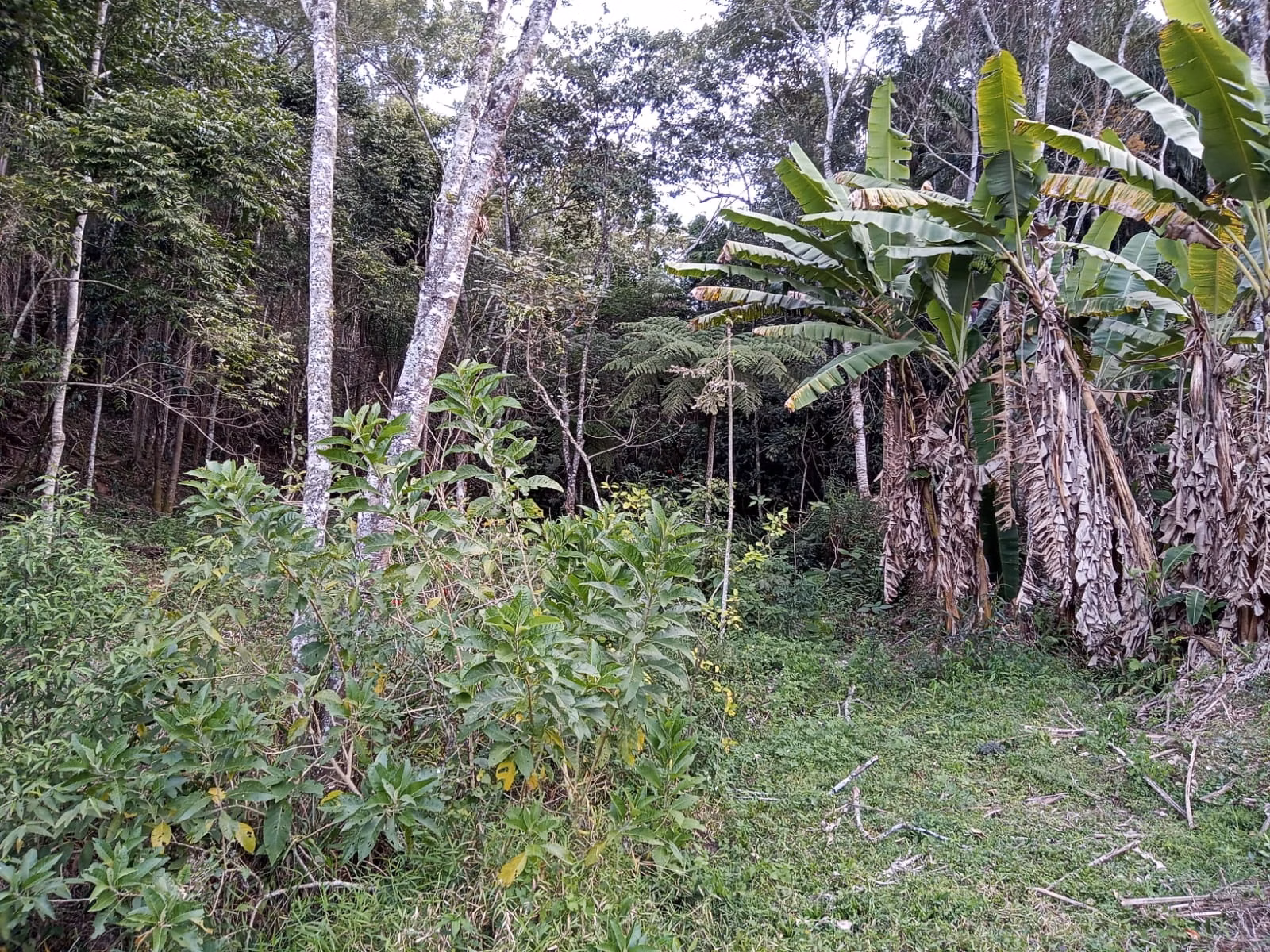 Small farm of 48 acres in São José dos Campos, SP, Brazil