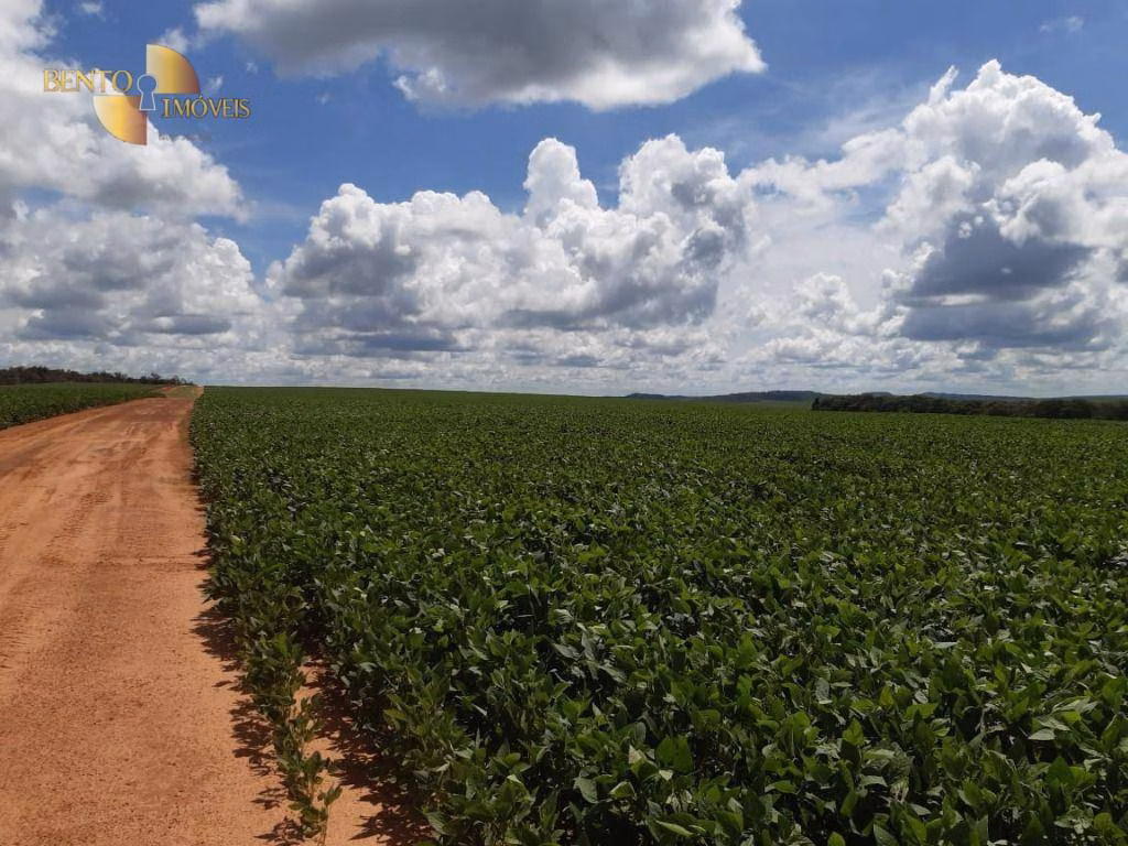 Fazenda de 260 ha em Rondonópolis, MT