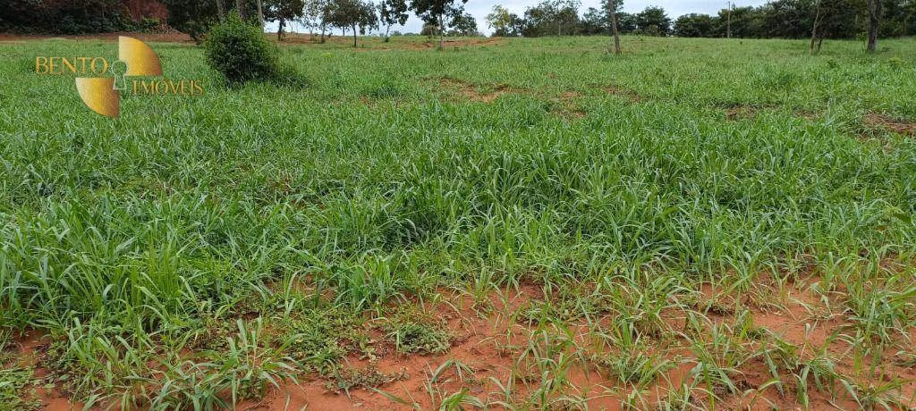 Fazenda de 900 ha em Guiratinga, MT
