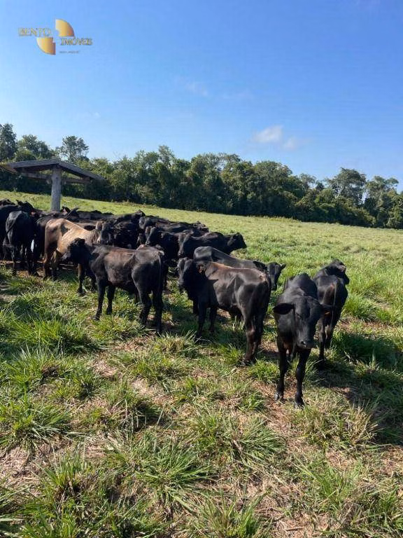 Fazenda de 2.200 ha em Jangada, MT