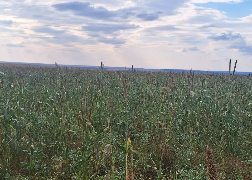Comercial à venda de 32.500 ha em San Pedro de Ycuamandiyú, Paraguai