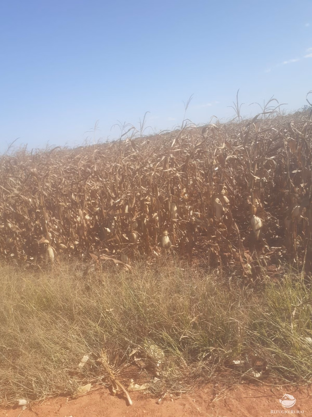 Fazenda de 1.500 ha em Nova Maringá, MT