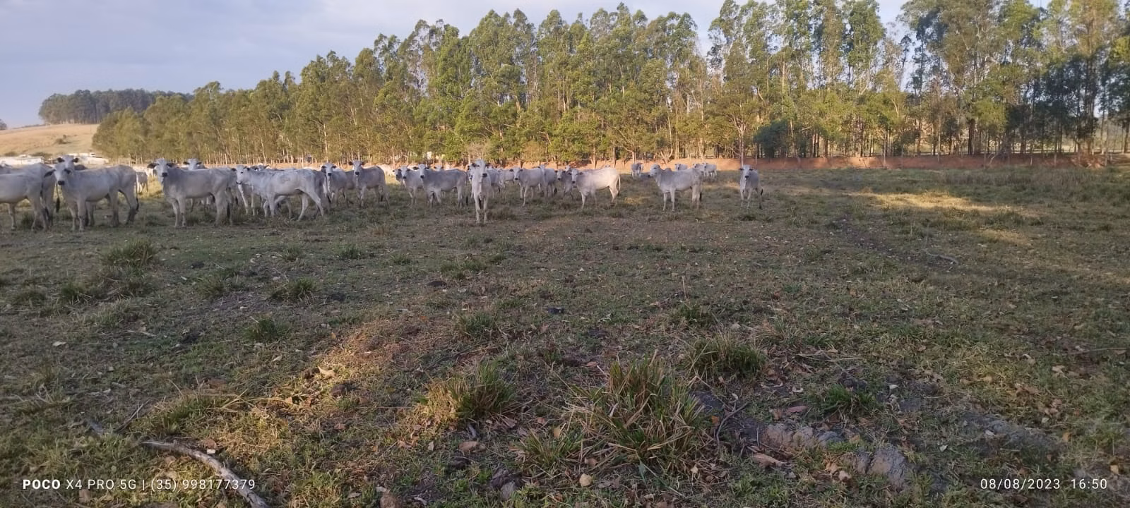 Farm of 427 acres in Pouso Alegre, MG, Brazil