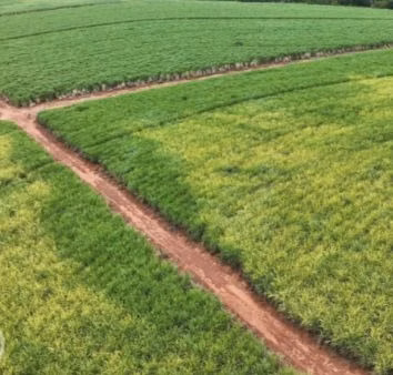 Fazenda de 484 ha em São Carlos, SP