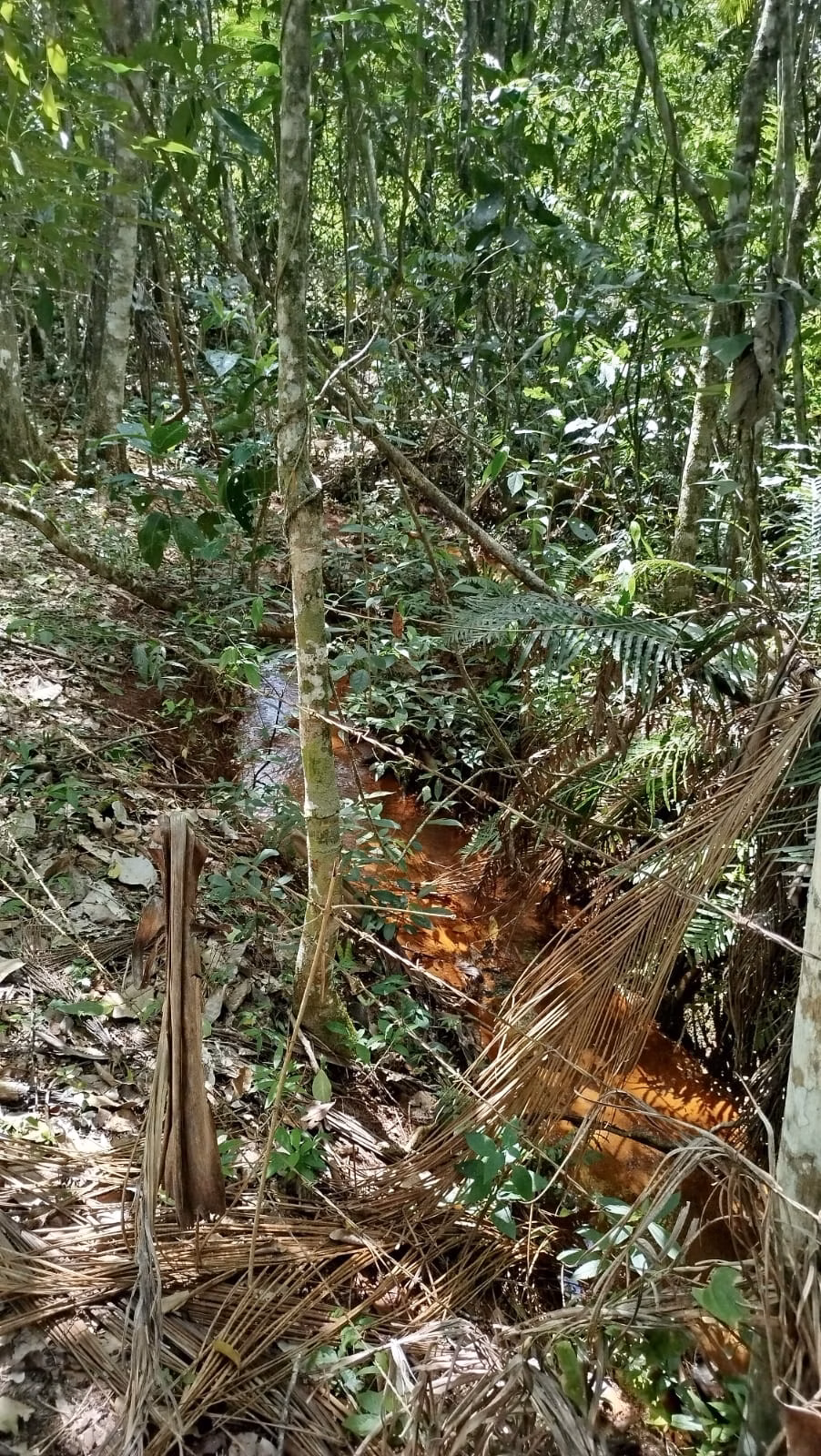 Chácara de 5 ha em Vianópolis, GO