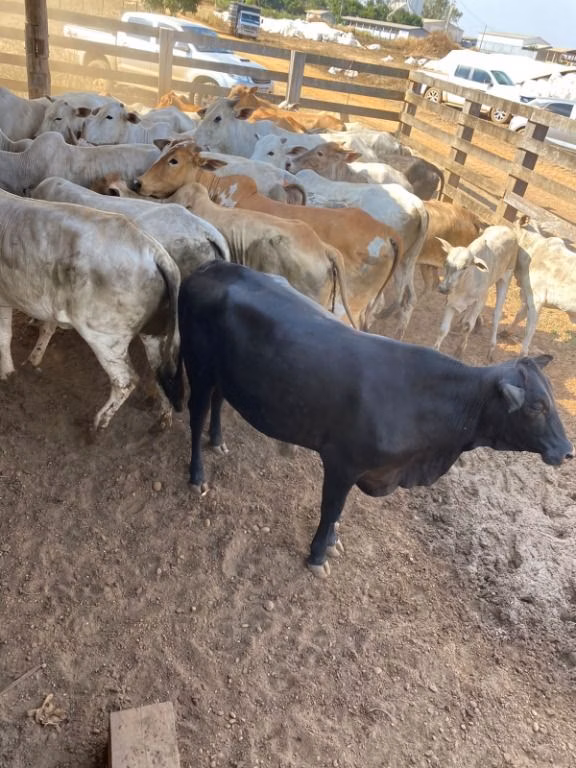 Fazenda de 120 ha em Feliz Natal, MT