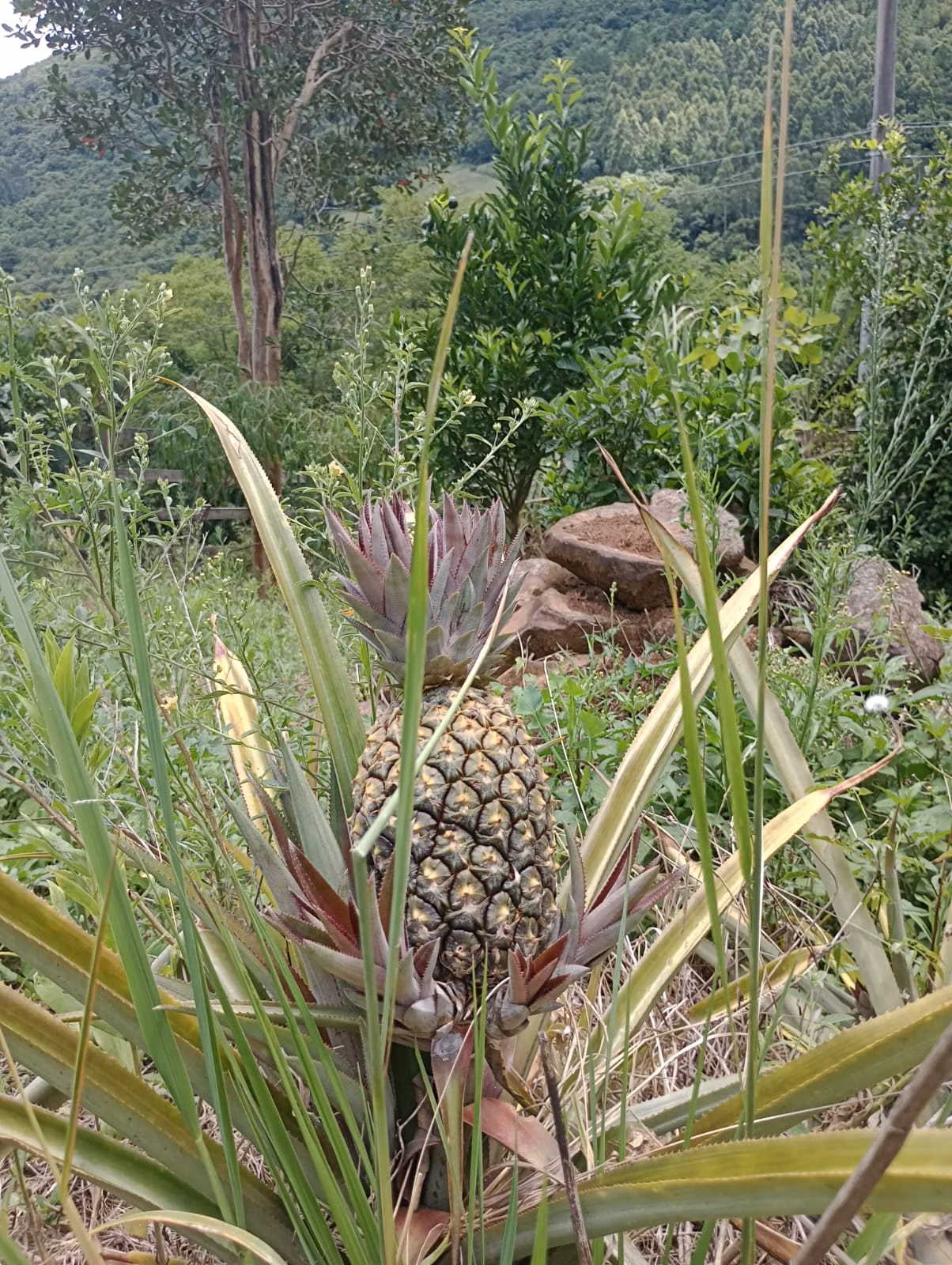 Country home of 7 acres in Riozinho, RS, Brazil