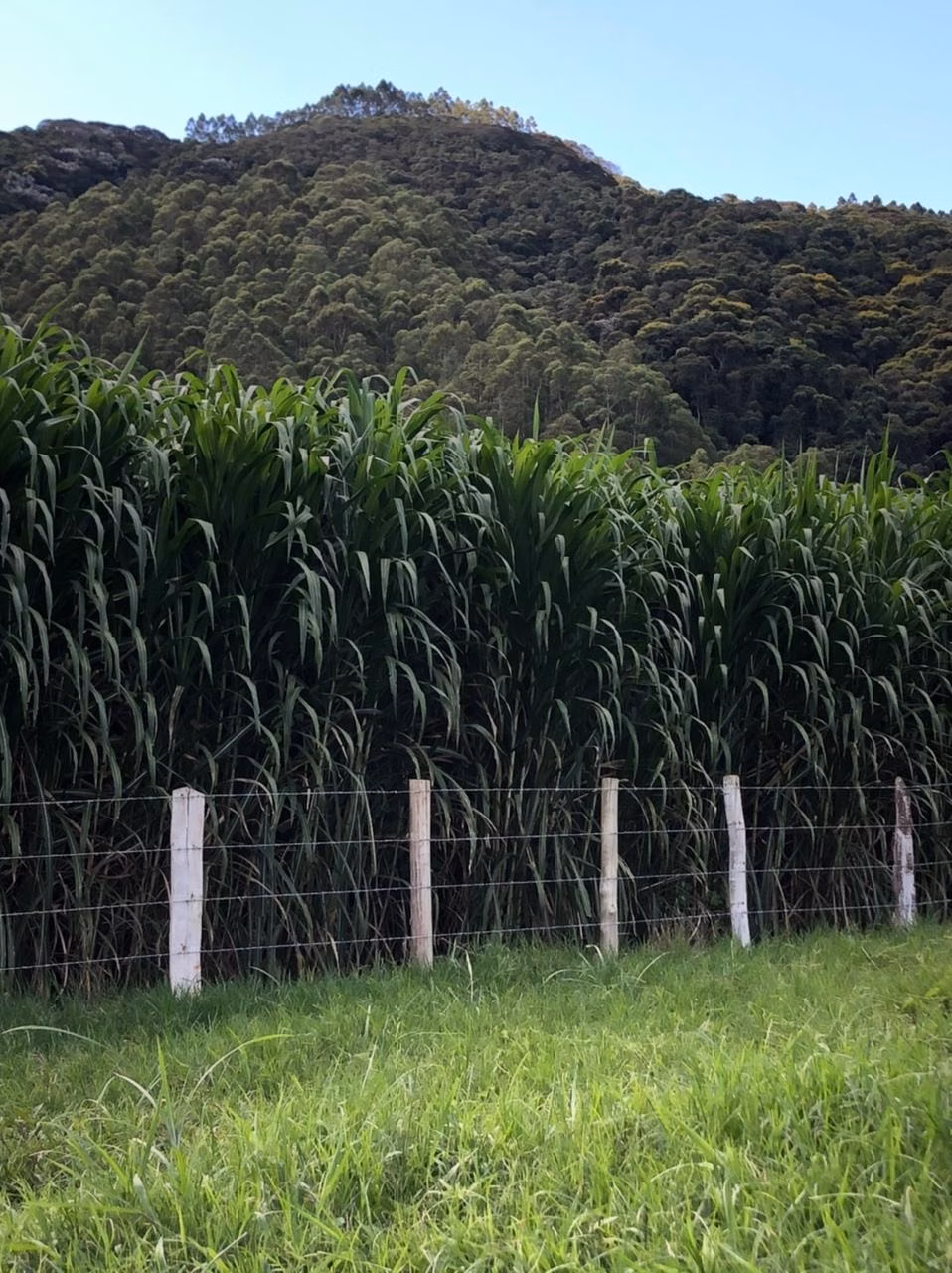 Fazenda de 378 ha em Taubaté, SP
