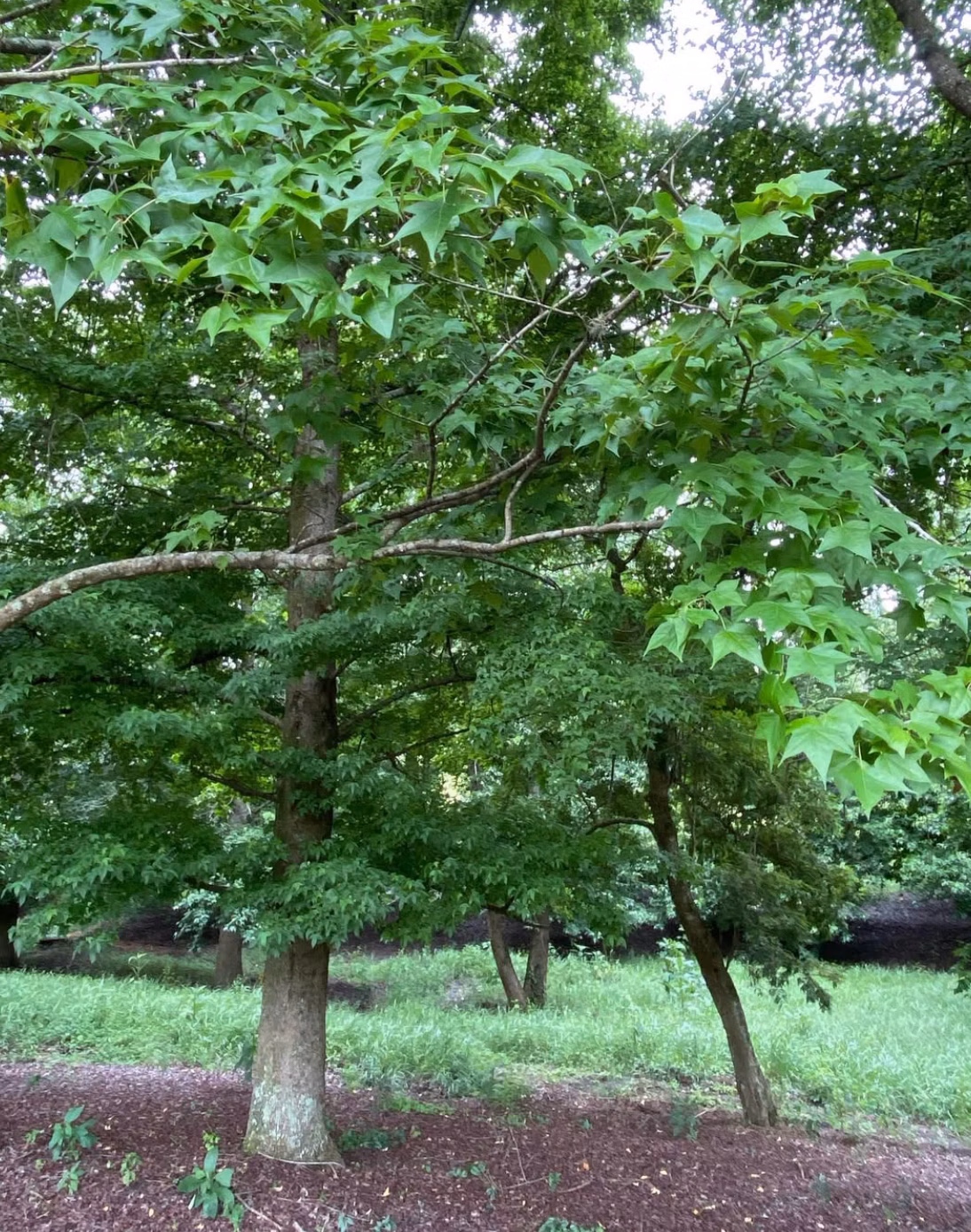 Plot of 5 acres in Jarinu, SP, Brazil