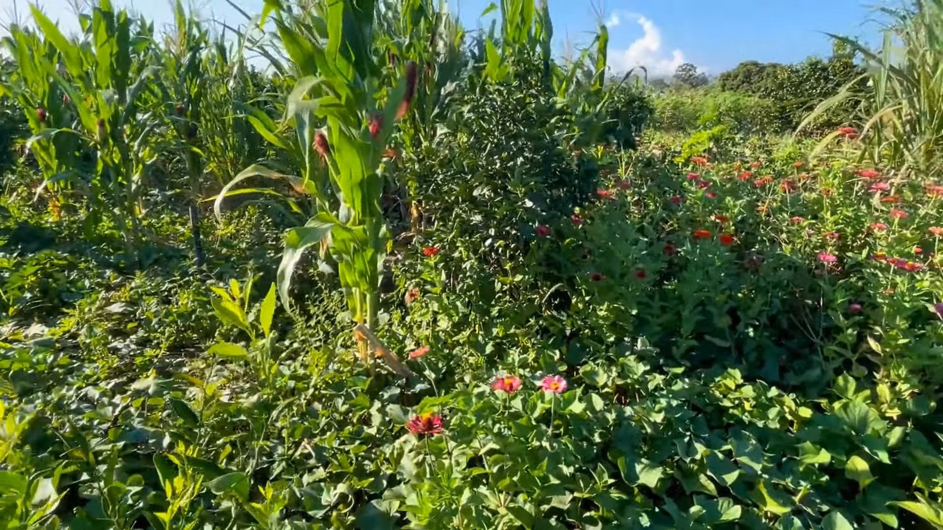 Country home of 2,900 m² in Santo Antônio da Patrulha, RS, Brazil