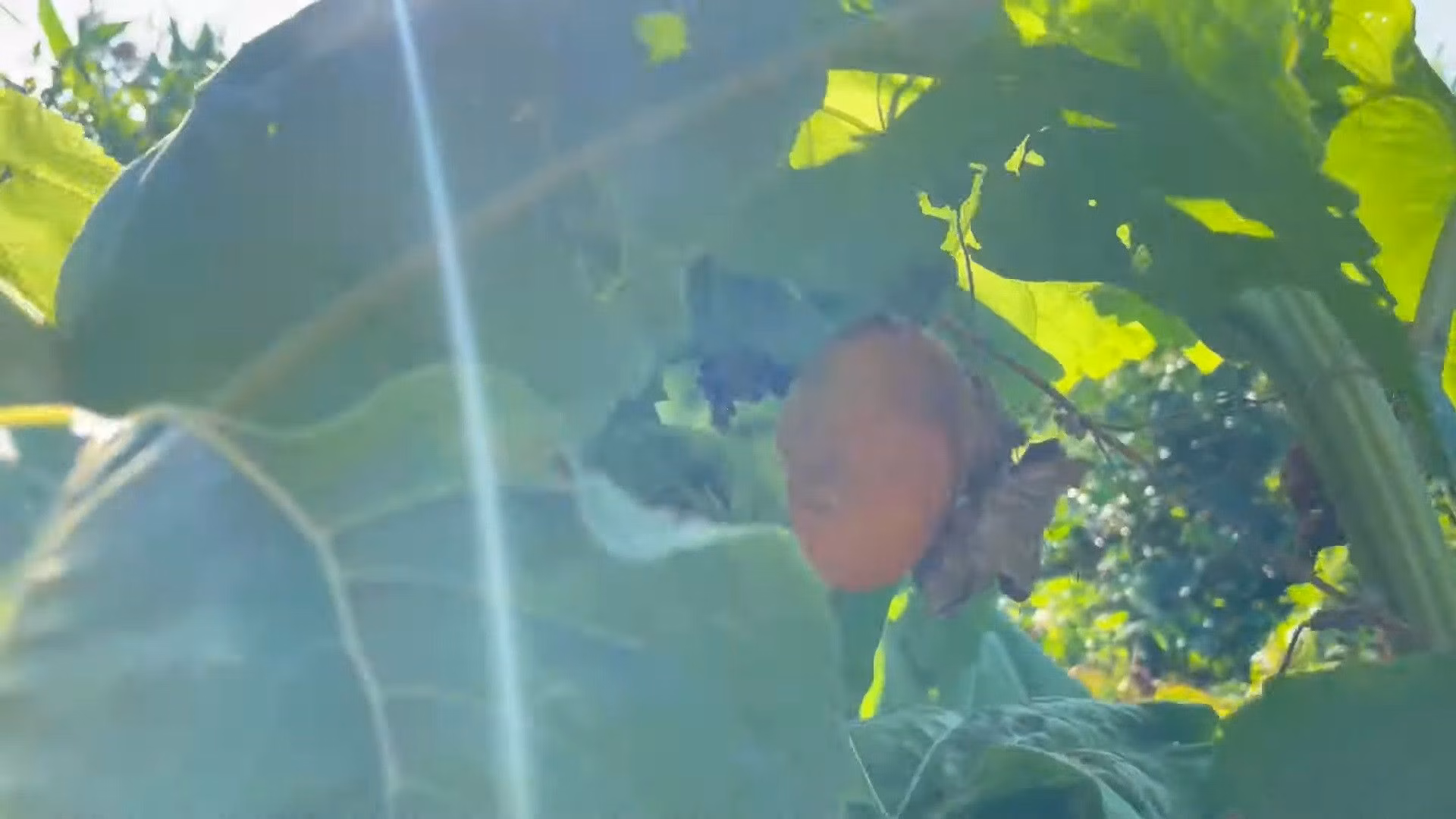 Chácara de 2.900 m² em Santo Antônio da Patrulha, RS