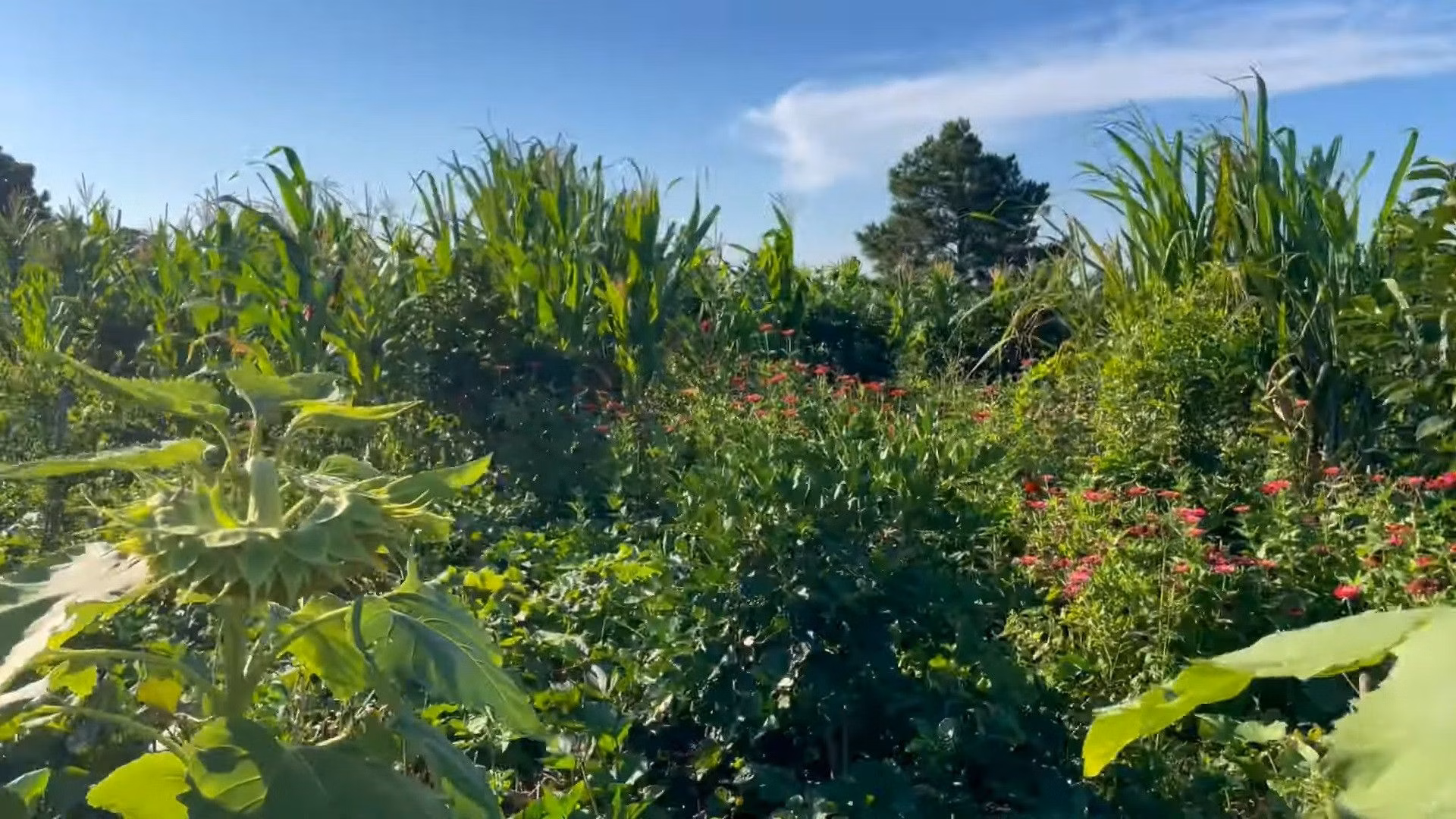 Country home of 2,900 m² in Santo Antônio da Patrulha, RS, Brazil