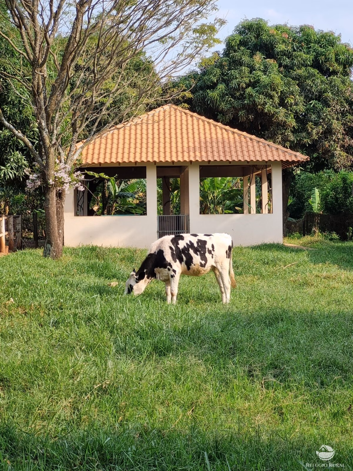 Chácara de 3 ha em Cianorte, PR