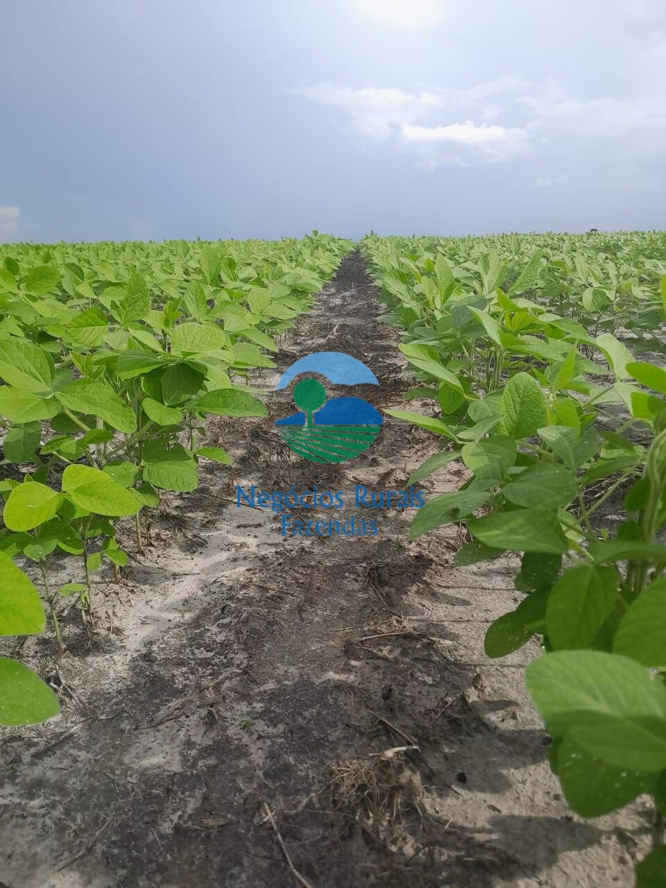 Fazenda de 6.500 ha em Campo Maior, PI