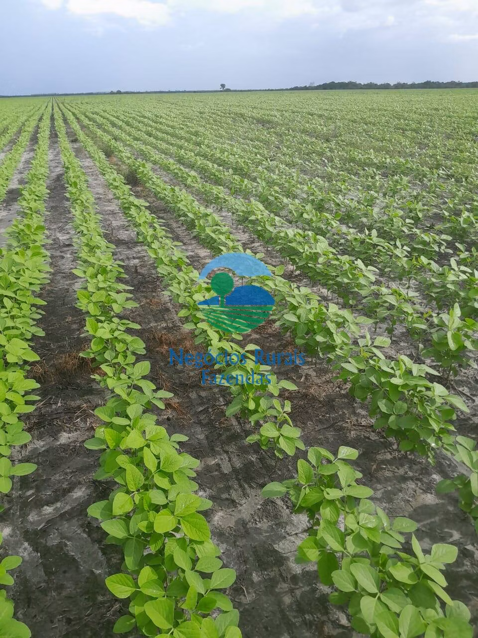 Fazenda de 6.500 ha em Campo Maior, PI