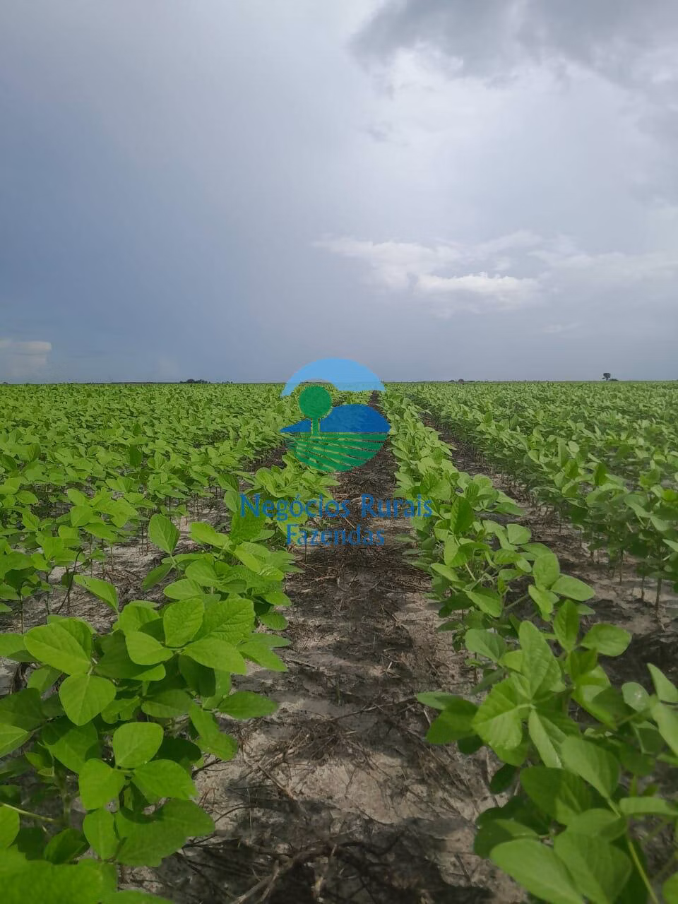 Fazenda de 6.500 ha em Campo Maior, PI