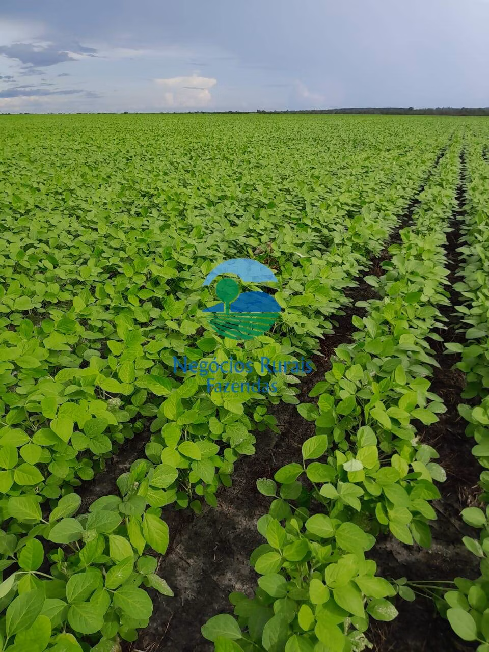 Fazenda de 6.500 ha em Campo Maior, PI