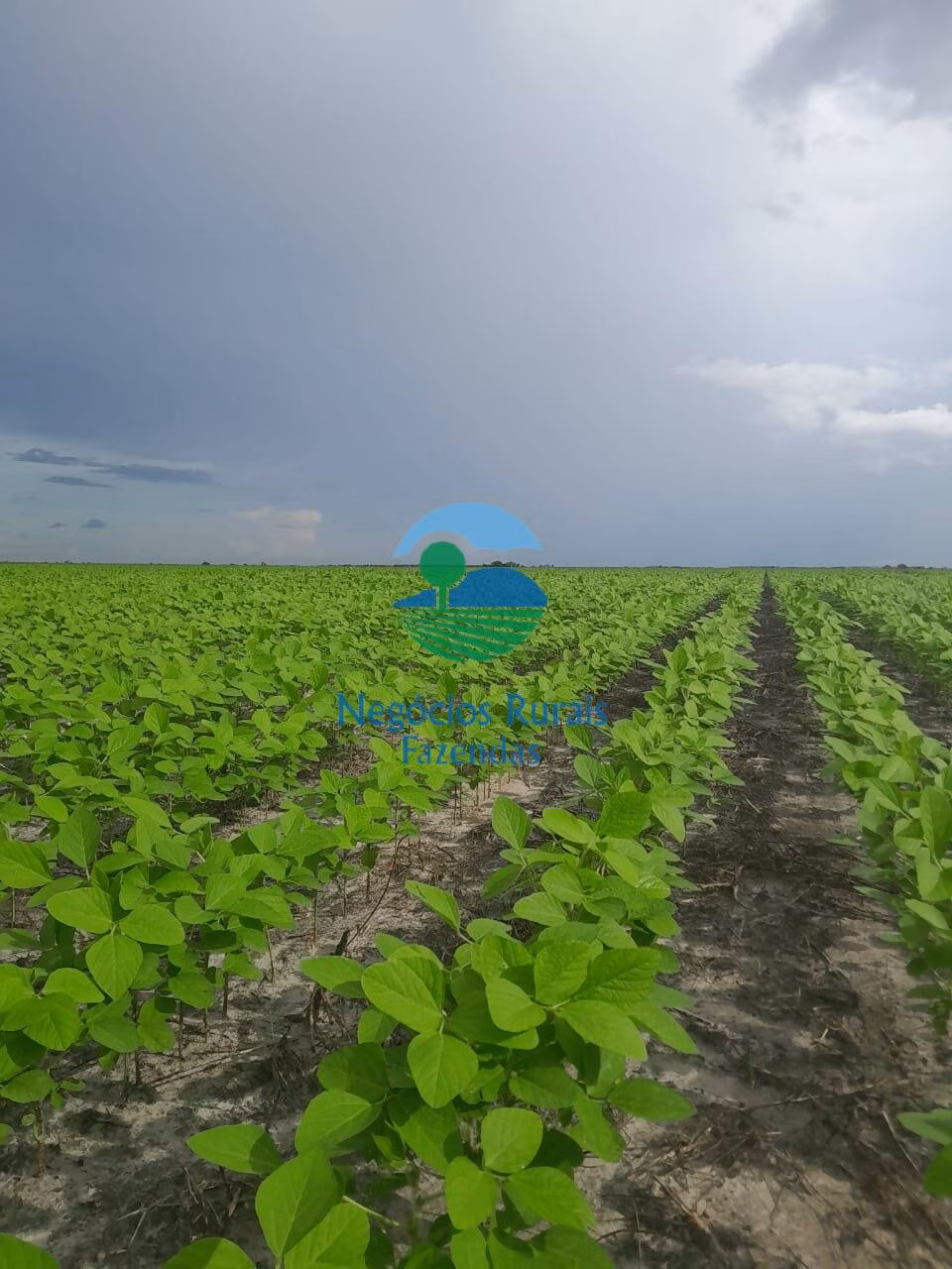 Fazenda de 6.500 ha em Campo Maior, PI