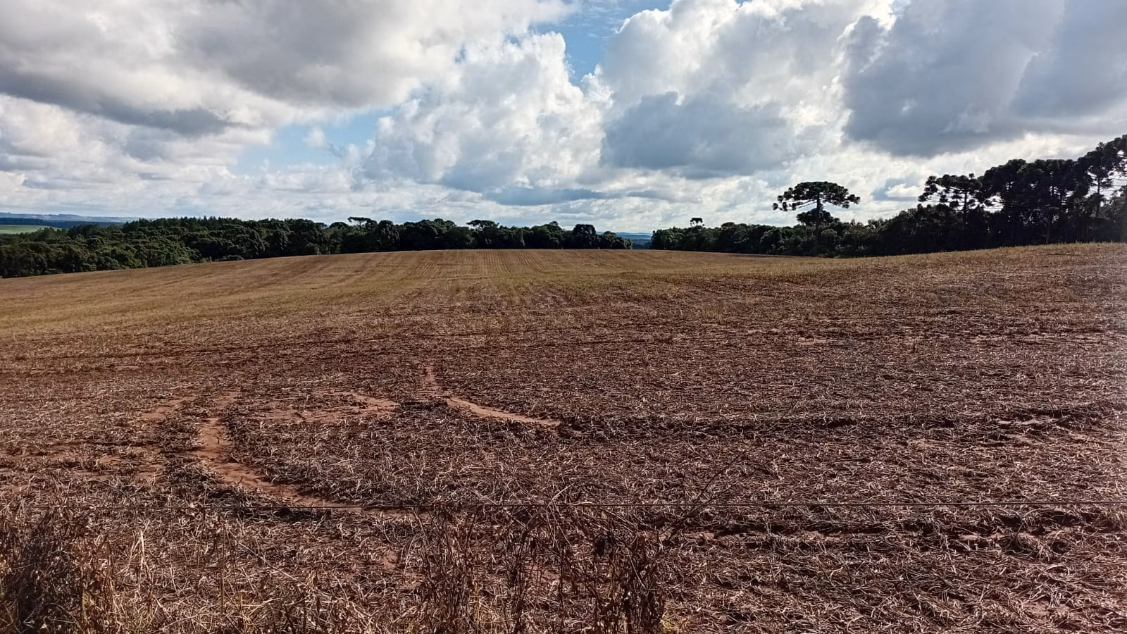 Terreno de 41 ha em Teixeira Soares, PR