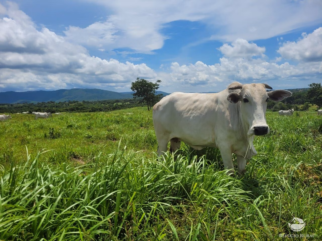 Fazenda à venda de 1.540 ha em Acorizal, MT