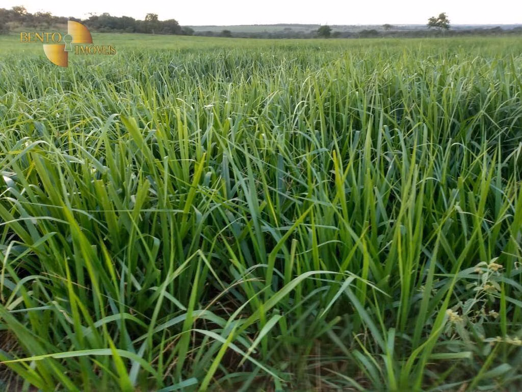 Fazenda de 680 ha em Rondonópolis, MT