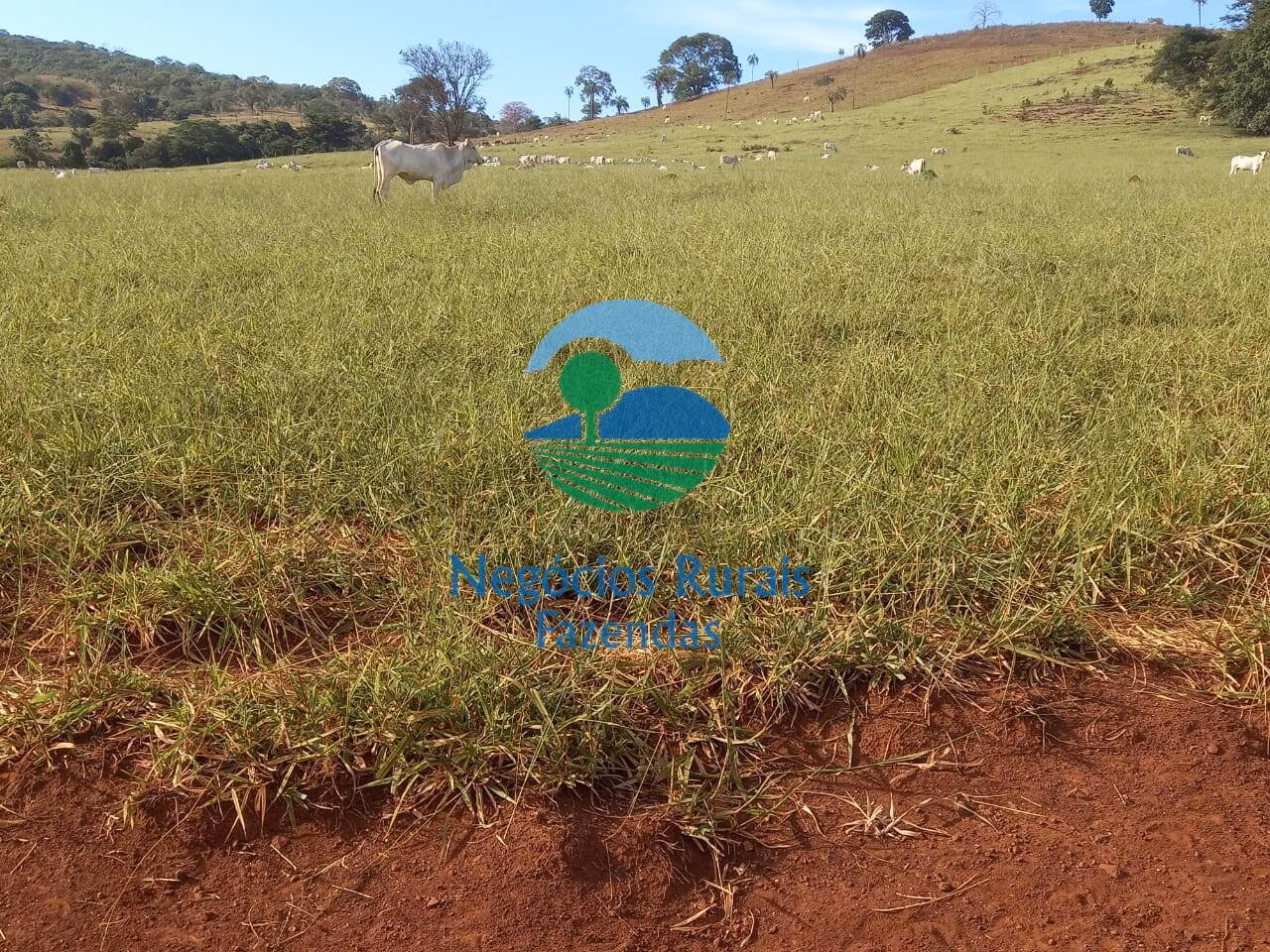 Fazenda de 1.113 ha em Barro Alto, GO