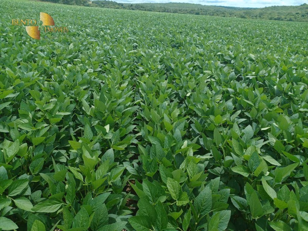 Fazenda de 2.208 ha em Canarana, MT