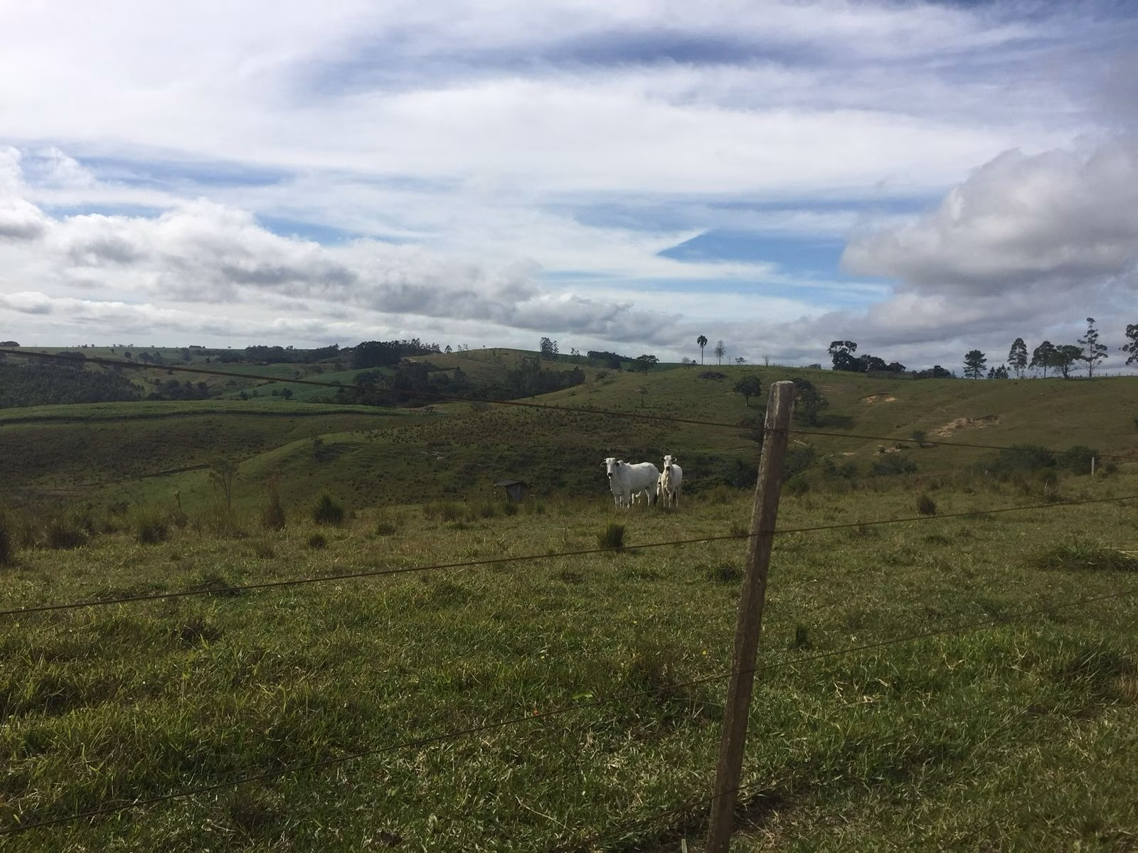 Small farm of 54 acres in Itapetininga, SP, Brazil