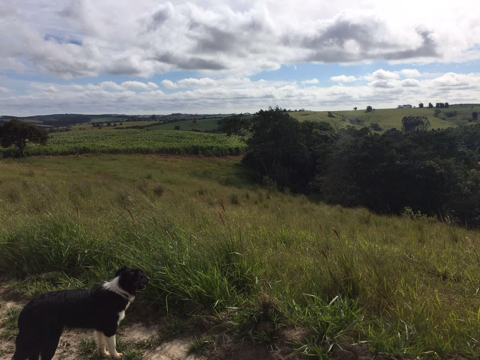 Small farm of 54 acres in Itapetininga, SP, Brazil