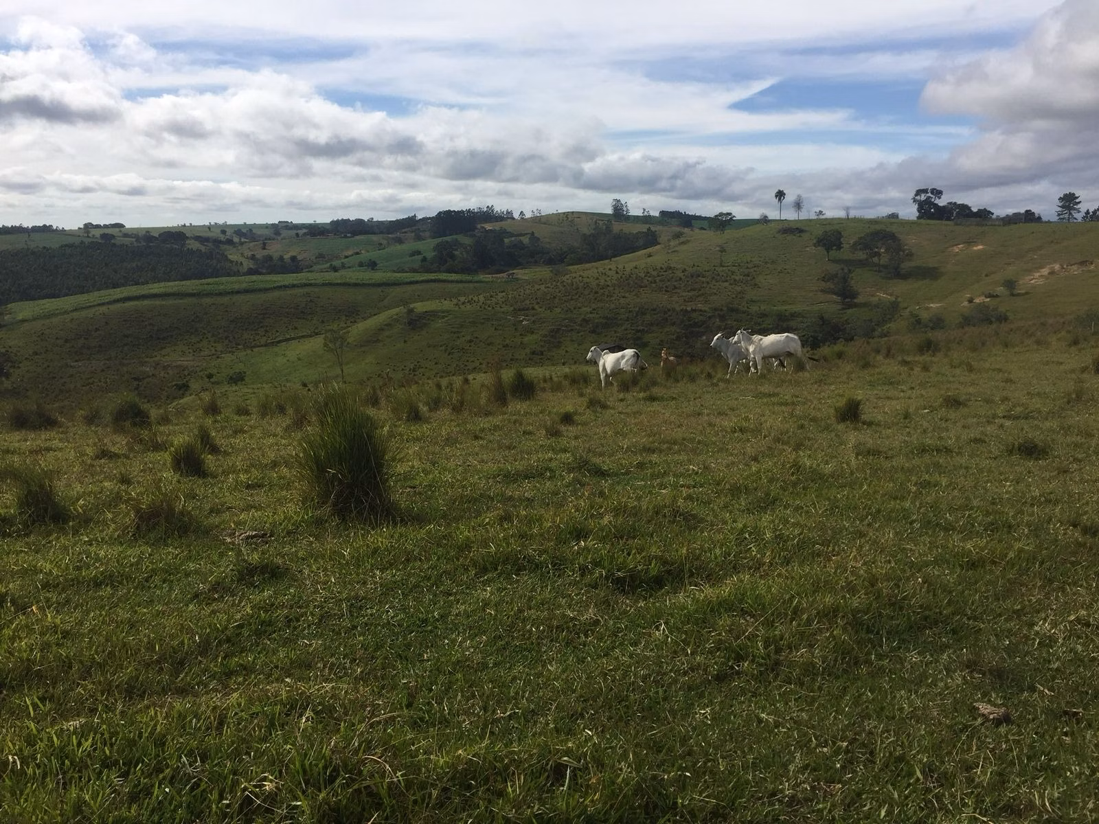Small farm of 54 acres in Itapetininga, SP, Brazil