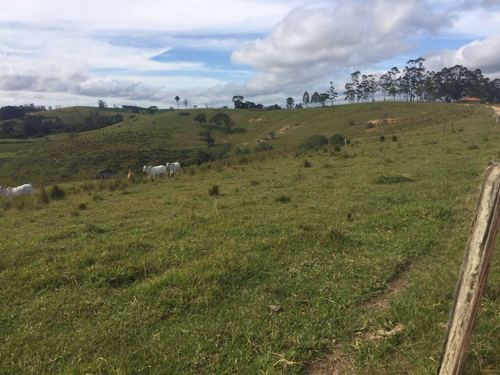 Small farm of 54 acres in Itapetininga, SP, Brazil