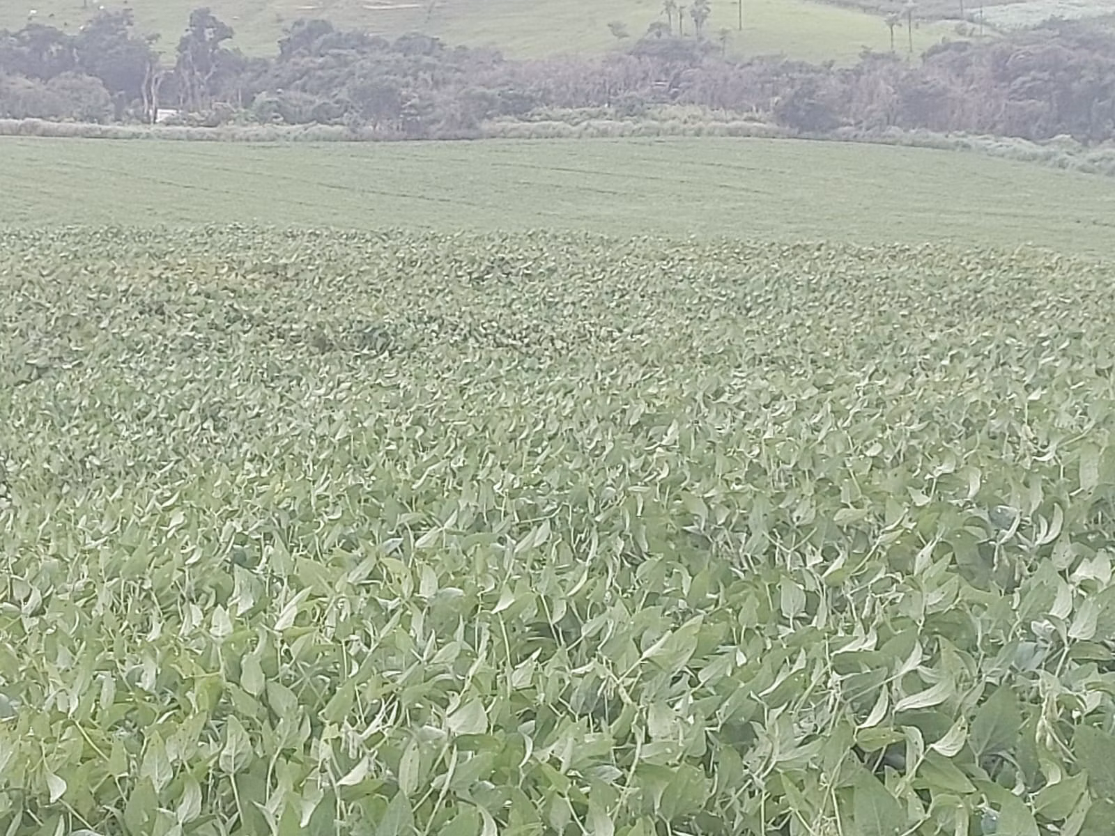 Fazenda de 1.250 ha em Casa Branca, SP