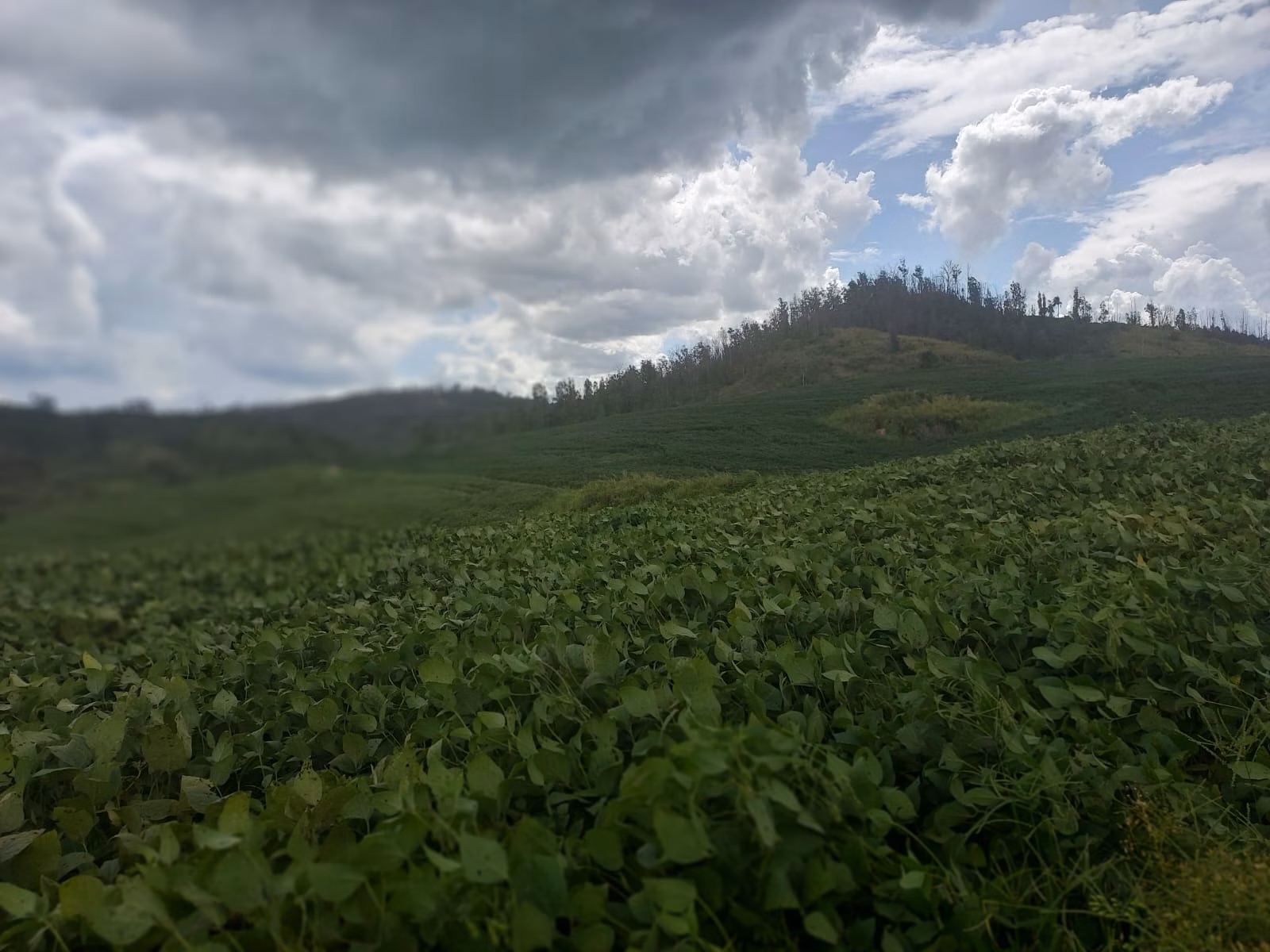 Fazenda de 1.250 ha em Casa Branca, SP