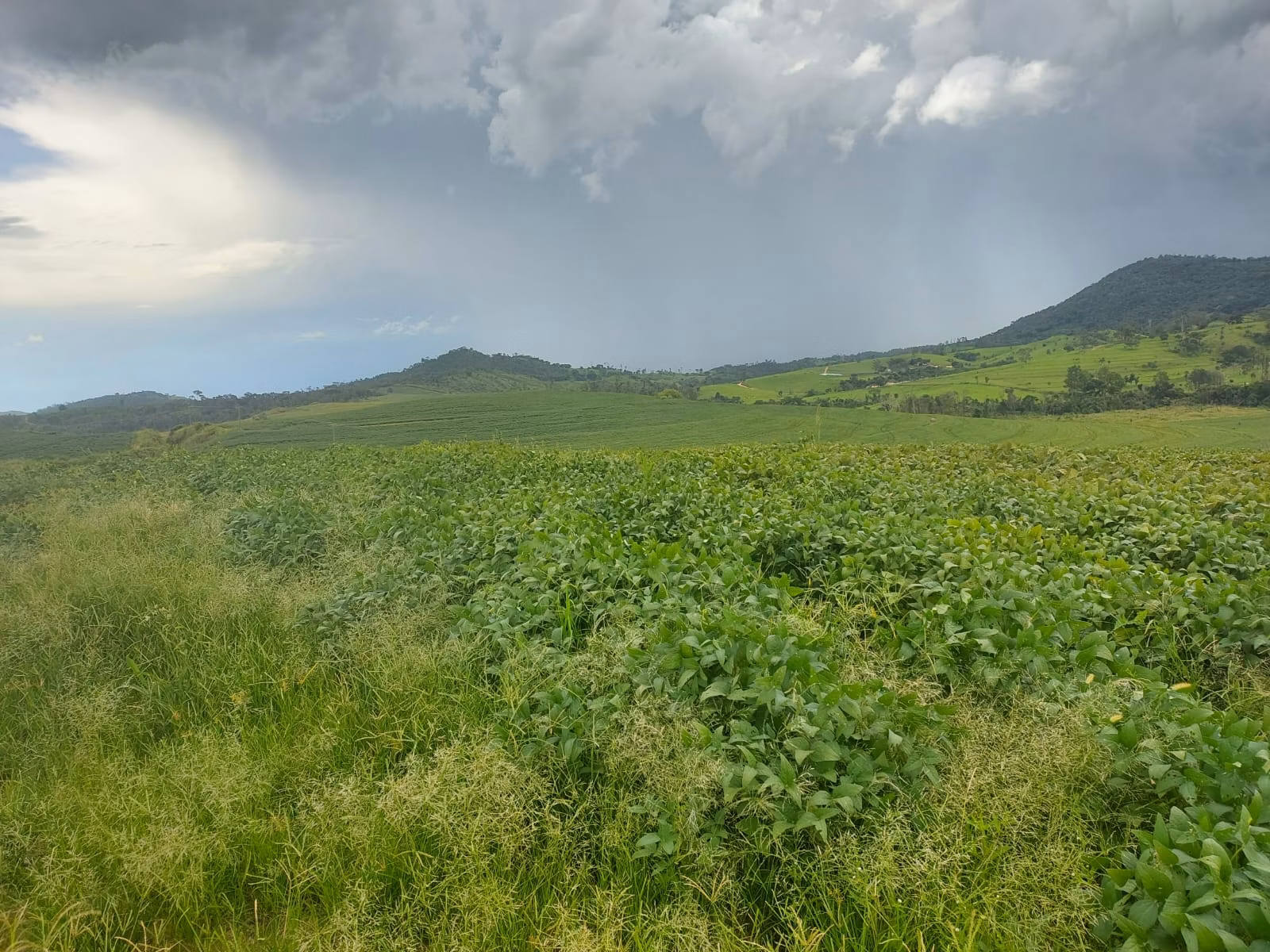 Fazenda de 1.250 ha em Casa Branca, SP