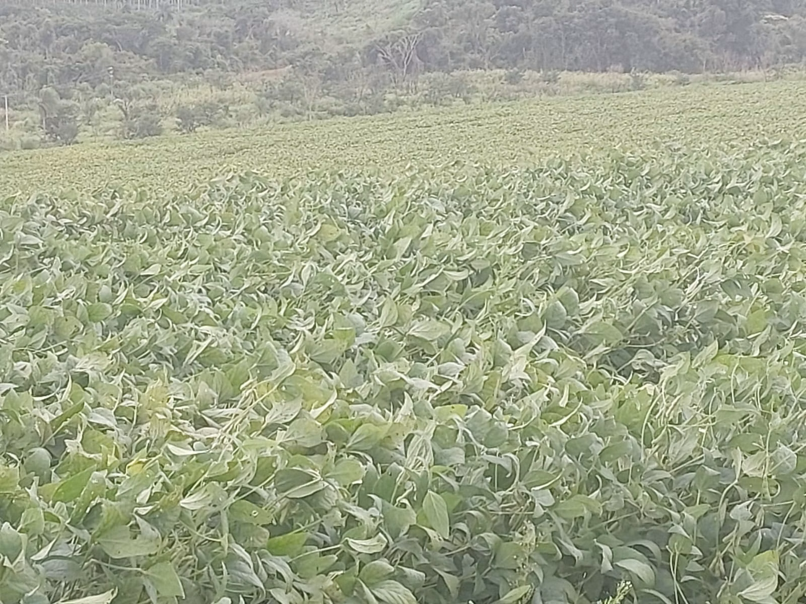 Fazenda de 1.250 ha em Casa Branca, SP