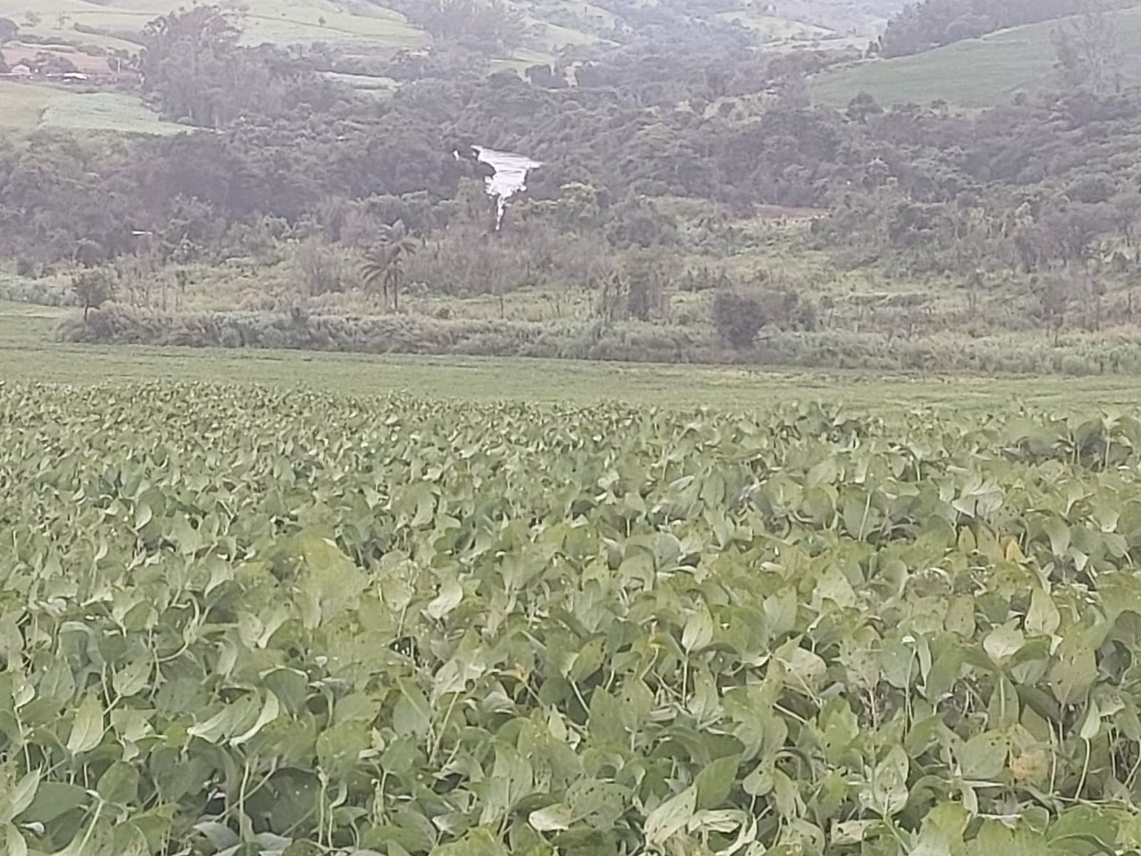 Fazenda de 1.250 ha em Casa Branca, SP