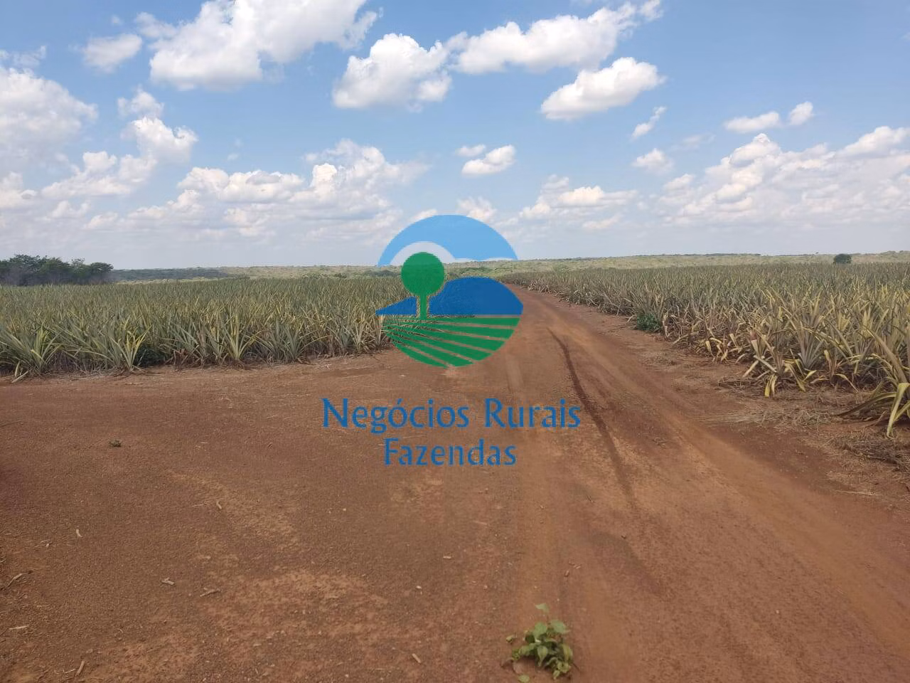 Fazenda de 2.662 ha em Uruaçu, GO