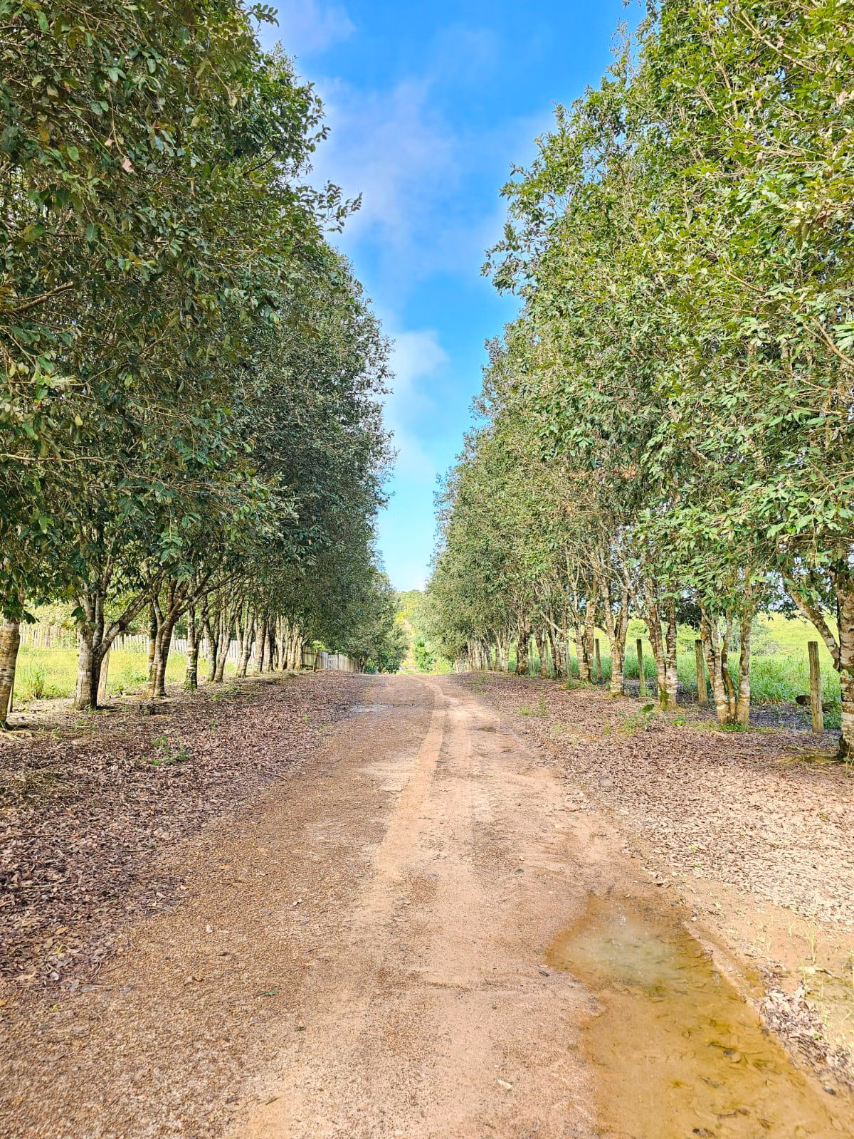 Fazenda de 1.045 ha em Apiacás, MT