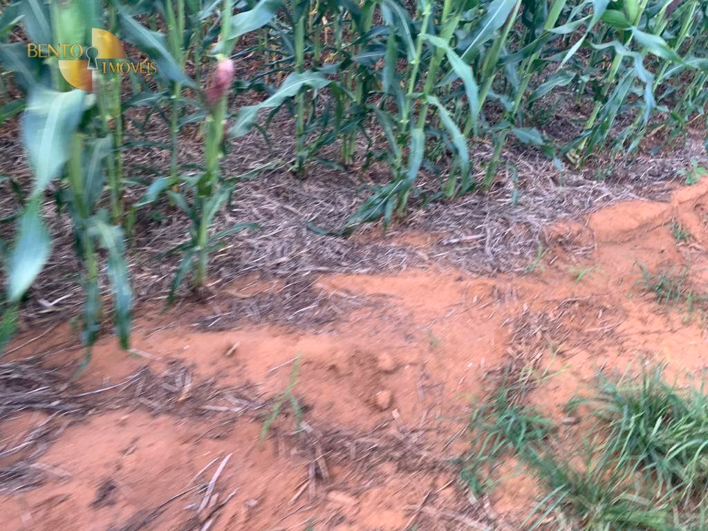 Fazenda de 2.500 ha em Nova Ubiratã, MT