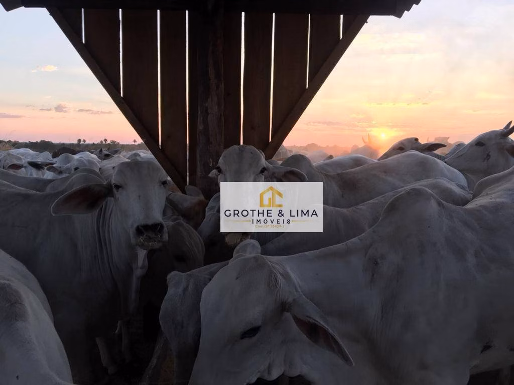 Fazenda de 4.808 ha em São Luís, MA