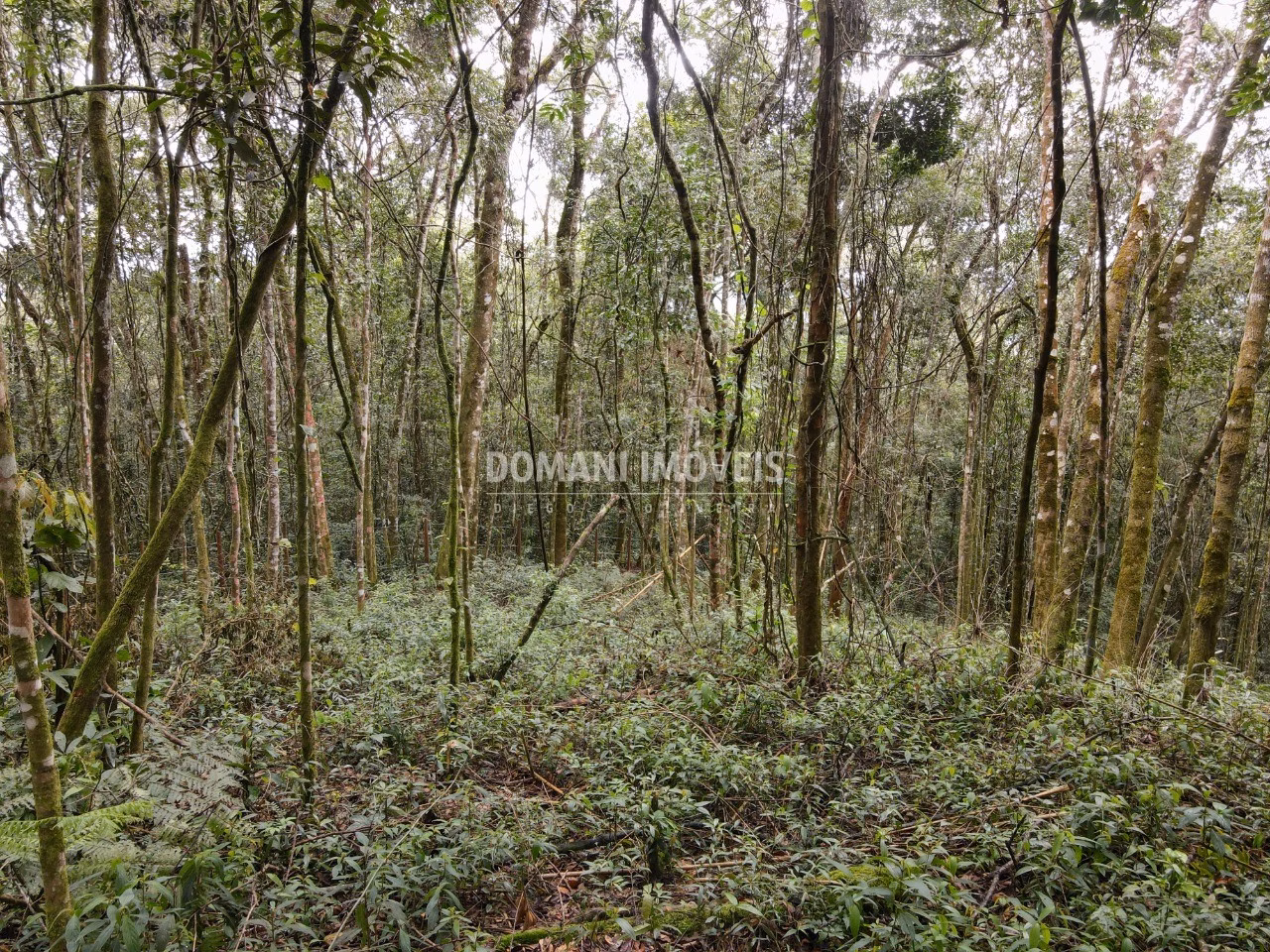 Terreno de 2.520 m² em Campos do Jordão, SP