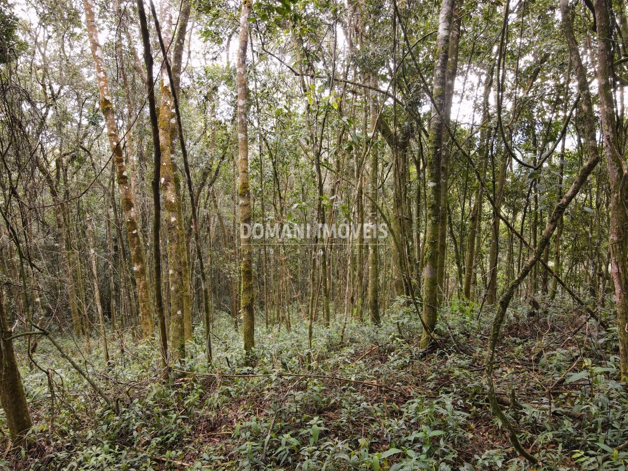 Terreno de 2.520 m² em Campos do Jordão, SP